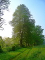 نمدار یا زیرفون برگ کوچک